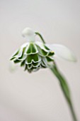 HILL CLOSE GARDENS, WARWICK: CLOSE UP PLANT PORTRAIT OF THE WHITE FLOWER OF SNOWDROP - GALANTHUS RODMARTON - FEBRUARY, WINTER, SPRING, PETALS, BULBS, GREEN