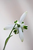 HILL CLOSE GARDENS, WARWICK: CLOSE UP PLANT PORTRAIT OF THE WHITE FLOWER OF SNOWDROP - GALANTHUS RODMARTON - FEBRUARY, WINTER, SPRING, PETALS, BULBS, GREEN, BACK