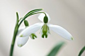 HILL CLOSE GARDENS, WARWICK: CLOSE UP PLANT PORTRAIT OF THE WHITE FLOWER OF SNOWDROP - GALANTHUS CURLY - FEBRUARY, WINTER, SPRING, PETALS, BULBS, GREEN