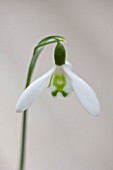 HILL CLOSE GARDENS, WARWICK: CLOSE UP PLANT PORTRAIT OF THE WHITE FLOWER OF SNOWDROP - GALANTHUS LAPWING - FEBRUARY, WINTER, SPRING, PETALS, BULBS, GREEN