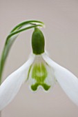 HILL CLOSE GARDENS, WARWICK: CLOSE UP PLANT PORTRAIT OF THE WHITE FLOWER OF SNOWDROP - GALANTHUS LAPWING - FEBRUARY, WINTER, SPRING, PETALS, BULBS, GREEN