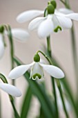 HILL CLOSE GARDENS, WARWICK: CLOSE UP PLANT PORTRAIT OF THE WHITE FLOWER OF SNOWDROP - GALANTHUS S ARNOTT - FEBRUARY, WINTER, SPRING, PETALS, BULBS, GREEN