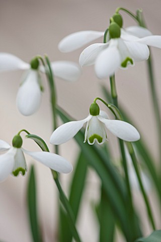 HILL_CLOSE_GARDENS_WARWICK_CLOSE_UP_PLANT_PORTRAIT_OF_THE_WHITE_FLOWER_OF_SNOWDROP__GALANTHUS_LAPWIN