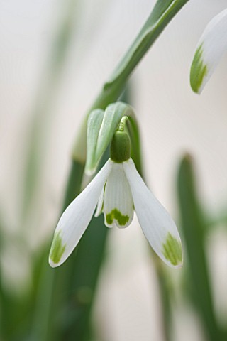 HILL_CLOSE_GARDENS_WARWICK_CLOSE_UP_PLANT_PORTRAIT_OF_THE_WHITE_FLOWER_OF_SNOWDROP__GALANTHUS_NIVALI