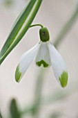 HILL CLOSE GARDENS, WARWICK: CLOSE UP PLANT PORTRAIT OF THE WHITE FLOWER OF SNOWDROP - GALANTHUS NIVALIS VIRIDIPICE - FEBRUARY, WINTER, SPRING, PETALS, BULBS, GREEN