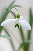 HILL CLOSE GARDENS, WARWICK: CLOSE UP PLANT PORTRAIT OF THE WHITE FLOWER OF SNOWDROP - GALANTHUS BILL BISHOP - FEBRUARY, WINTER, SPRING, PETALS, BULBS, GREEN