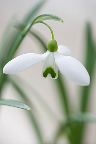 HILL_CLOSE_GARDENS_WARWICK_CLOSE_UP_PLANT_PORTRAIT_OF_THE_WHITE_FLOWER_OF_SNOWDROP__GALANTHUS_BILL_B