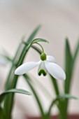 HILL CLOSE GARDENS, WARWICK: CLOSE UP PLANT PORTRAIT OF THE WHITE FLOWER OF SNOWDROP - GALANTHUS BILL BISHOP - FEBRUARY, WINTER, SPRING, PETALS, BULBS, GREEN