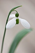 HILL CLOSE GARDENS, WARWICK: CLOSE UP PLANT PORTRAIT OF THE WHITE FLOWER OF SNOWDROP - GALANTHUS MELANIE BROUGHTON - FEBRUARY, WINTER, SPRING, PETALS, BULBS, GREEN