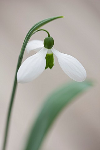 HILL_CLOSE_GARDENS_WARWICK_CLOSE_UP_PLANT_PORTRAIT_OF_THE_WHITE_FLOWER_OF_SNOWDROP__GALANTHUS_MELANI