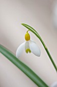HILL CLOSE GARDENS, WARWICK: CLOSE UP PLANT PORTRAIT OF THE WHITE FLOWER OF SNOWDROP - GALANTHUS SPINDLESTONE SURPRISE - FEBRUARY, WINTER, SPRING, PETALS, BULBS, YELLOW