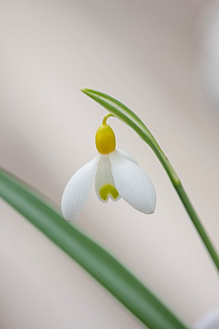 HILL_CLOSE_GARDENS_WARWICK_CLOSE_UP_PLANT_PORTRAIT_OF_THE_WHITE_FLOWER_OF_SNOWDROP__GALANTHUS_SPINDL