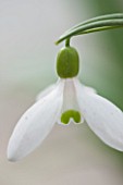 HILL CLOSE GARDENS, WARWICK: CLOSE UP PLANT PORTRAIT OF THE WHITE FLOWER OF SNOWDROP - GALANTHUS X ALLENII - FEBRUARY, WINTER, SPRING, PETALS, BULBS, YELLOW