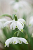 HILL CLOSE GARDENS, WARWICK: CLOSE UP PLANT PORTRAIT OF THE WHITE FLOWER OF SNOWDROP - GALANTHUS NIVALIS PUSEY GREEN TIPS - FEBRUARY, WINTER, SPRING, PETALS, BULBS