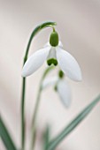 HILL CLOSE GARDENS, WARWICK: CLOSE UP PLANT PORTRAIT OF THE WHITE FLOWER OF SNOWDROP - GALANTHUS GREENFIELDS - FEBRUARY, WINTER, SPRING, PETALS, BULBS