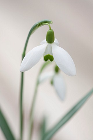 HILL_CLOSE_GARDENS_WARWICK_CLOSE_UP_PLANT_PORTRAIT_OF_THE_WHITE_FLOWER_OF_SNOWDROP__GALANTHUS_GREENF