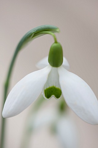 HILL_CLOSE_GARDENS_WARWICK_CLOSE_UP_PLANT_PORTRAIT_OF_THE_WHITE_FLOWER_OF_SNOWDROP__GALANTHUS_GREENF