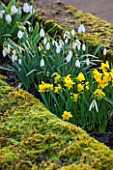 COLESBOURNE PARK, GLOUCESTERSHIRE: PLANT COMBINATION, ASSOCIATION OF GALANTHUS BLONDE INGE AND NARCISSUS NAVARRE. FLOWERS, WHITE, YELLOW, FEBRUARY, DAFFODIL