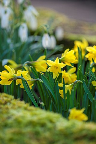 COLESBOURNE_PARK_GLOUCESTERSHIRE_CLOSE_UP_PLANT_PORTRAIT_OF_THE_YELLOW_FLOWERS_OF_NARCISSUS_NAVARRE_