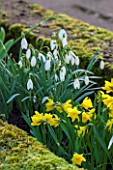 COLESBOURNE PARK, GLOUCESTERSHIRE: PLANT COMBINATION, ASSOCIATION OF GALANTHUS BLONDE INGE AND NARCISSUS NAVARRE. FLOWERS, WHITE, YELLOW, FEBRUARY, DAFFODIL