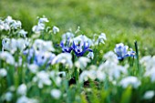 COLESBOURNE PARK, GLOUCESTERSHIRE: PLANT COMBINATION, ASSOCIATION OF GALANTHUS AND IRIS RETICULATA NEAR THE LAWN. LATE WINTER, EARLY SPRING, FEBRUARY