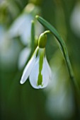 COLESBOURNE PARK, GLOUCESTERSHIRE: CLOSE UP PLANT PORTRAIT OF THE GREEN AND WHITE FLOWER OF GALANTHUS SOUTH HAYES. SNOWDROP, BULB, LATE WINTER, EARLY SPRING, FEBRUARY