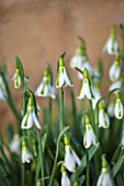 COLESBOURNE PARK, GLOUCESTERSHIRE: CLOSE UP PLANT PORTRAIT OF THE GREEN AND WHITE FLOWERS OF GALANTHUS SOUTH HAYES. SNOWDROP, BULB, LATE WINTER, EARLY SPRING, FEBRUARY