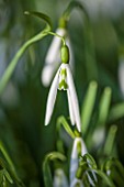 COLESBOURNE PARK, GLOUCESTERSHIRE: CLOSE UP PLANT PORTRAIT OF THE GREEN AND WHITE FLOWERS OF A SNOWDROP - GALANTHUS WASP. BULB, LATE WINTER, EARLY SPRING, FEBRUARY