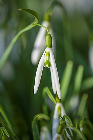 COLESBOURNE_PARK_GLOUCESTERSHIRE_CLOSE_UP_PLANT_PORTRAIT_OF_THE_GREEN_AND_WHITE_FLOWERS_OF_A_SNOWDRO