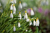 COLESBOURNE PARK, GLOUCESTERSHIRE: CLOSE UP PLANT PORTRAIT OF THE YELLOW AND WHITE FLOWERS OF A SNOWDROP - GALANTHUS PLICATUS WENDYS GOLD.  LATE WINTER, EARLY SPRING, FEBRUARY