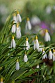 COLESBOURNE PARK, GLOUCESTERSHIRE: CLOSE UP PLANT PORTRAIT OF THE YELLOW AND WHITE FLOWERS OF A SNOWDROP - GALANTHUS PLICATUS WENDYS GOLD.  LATE WINTER, EARLY SPRING, FEBRUARY