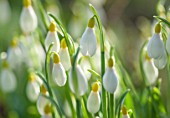 COLESBOURNE PARK, GLOUCESTERSHIRE: CLOSE UP PLANT PORTRAIT OF THE YELLOW AND WHITE FLOWERS OF A SNOWDROP - GALANTHUS PRIMROSE WARBURG.  LATE WINTER, EARLY SPRING, FEBRUARY