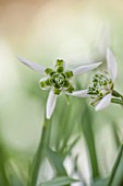 COLESBOURNE PARK, GLOUCESTERSHIRE: CLOSE UP PLANT PORTRAIT OF THE WHITE FLOWER OF A SNOWDROP - GALANTHUS ESTHER MERTON. WINTER, BULB, GREEN, EARLY SPRING