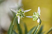 COLESBOURNE PARK, GLOUCESTERSHIRE: CLOSE UP PLANT PORTRAIT OF THE WHITE FLOWERS OF A SNOWDROP - GALANTHUS ESTHER MERTON. WINTER, BULB, GREEN, EARLY SPRING