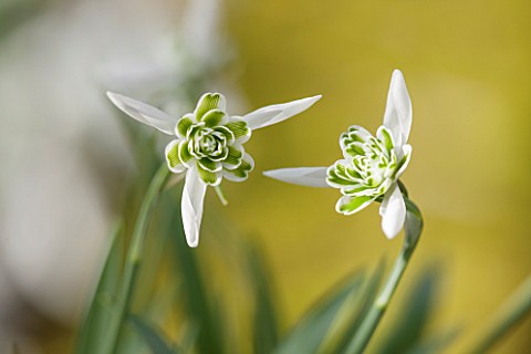 COLESBOURNE_PARK_GLOUCESTERSHIRE_CLOSE_UP_PLANT_PORTRAIT_OF_THE_WHITE_FLOWERS_OF_A_SNOWDROP__GALANTH