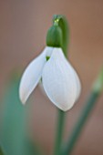 COLESBOURNE PARK, GLOUCESTERSHIRE: CLOSE UP PLANT PORTRAIT OF THE WHITE FLOWER OF A SNOWDROP - GALANTHUS ELWESII JOY COUSINS. WINTER, BULB, GREEN, EARLY SPRING
