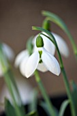 COLESBOURNE PARK, GLOUCESTERSHIRE: CLOSE UP PLANT PORTRAIT OF THE WHITE FLOWER OF A SNOWDROP - GALANTHUS ELWESII JOY COUSINS. BULB, WINTER, EARLY SPRING, FEBRUARY