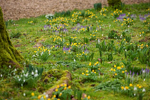 ABLINGTON_MANOR_GLOUCESTERSHIRE_ACONITES_AND_CROCUS_TOMASINIANUS_IN_MOSS_EARLY_SPRING_LATE_WINTER_FE