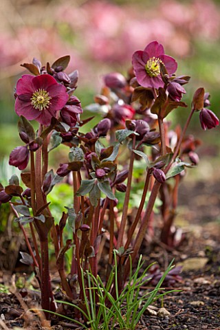 ABLINGTON_MANOR_GLOUCESTERSHIRE_CLOSE_UP_PLANT_PORTRAIT_OF_THE_DARK_RED__PINK_FLOWERS_OF_HELLEBORE__