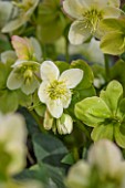 ABLINGTON MANOR, GLOUCESTERSHIRE: CLOSE UP PLANT PORTRAIT OF PALE GREEN FLOWERS OF HELLEBORE - HELLEBORUS X ERICSMITHII ICE BREAKER MAX. PERENNIALS, FEBRUARY, EARLY SPRING