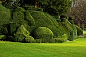 ABLINGTON MANOR, GLOUCESTERSHIRE: LAWN WITH CLIPPED YEW TOPIARY HEDGE. HEDGING, HEDGES, GREEN, MARCH, SPRING