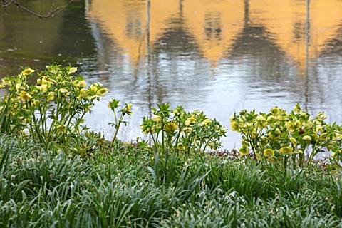 ABLINGTON_MANOR_GLOUCESTERSHIRE_HELLEBORES_GROWING_BESIDE_THE_RIVER_COLN_IN_SPRING_FLOWERS_YGREEN_YE