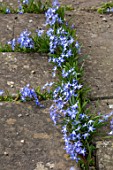 ABLINGTON MANOR, GLOUCESTERSHIRE: BLUE FLOWERS OF CHIONODOXA LUCILIAE - GLORY OF THE SNOW - GROWING IN CRACKS ON THE TERRACE, PATIO. WHITE, BULB, FLOWER, SPRING
