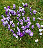ABLINGTON MANOR, GLOUCESTERSHIRE: BLUE, PURPLE AND WHITE FLOWERS OF DUTCH CROCUS GROWING IN THE LAWN. BULB, FLOWER, SPRING