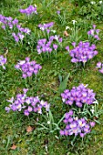 ABLINGTON MANOR, GLOUCESTERSHIRE: BLUE, PURPLE FLOWERS OF CROCUS TOMASSINIANUS GROWING IN THE LAWN. BULB, FLOWER, SPRING, GRASS