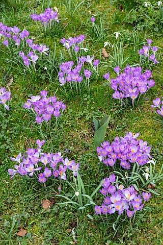 ABLINGTON_MANOR_GLOUCESTERSHIRE_BLUE_PURPLE_FLOWERS_OF_CROCUS_TOMASSINIANUS_GROWING_IN_THE_LAWN_BULB