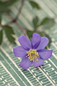 AVONDALE NURSERIES, COVENTRY: OLD BOOK WITH  ANEMONE NEMEROSA LISMORE BLUE. WINDFLOWER, PERENNIAL, STYLED, STILL LIFE, SPRING