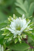 AVONDALE NURSERIES, COVENTRY: CLOSE UP PLANT PORTRAIT OF THE GREEN AND WHITE FLOWER OF ANEMONE NEMEROSA PLOEGER DE BILT. WOOD ANEMONE, PERENNIAL, WINDFLOWER, SPRING