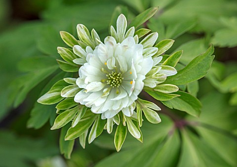 AVONDALE_NURSERIES_COVENTRY_CLOSE_UP_PLANT_PORTRAIT_OF_THE_GREEN_AND_WHITE_FLOWER_OF_ANEMONE_NEMEROS