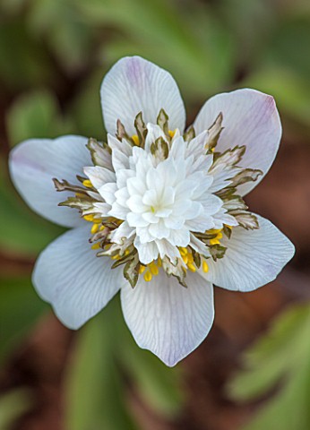 AVONDALE_NURSERIES_COVENTRY_CLOSE_UP_PLANT_PORTRAIT_OF_THE_YELLOW_GREY_AND_WHITE_FLOWER_OF_ANEMONE_N